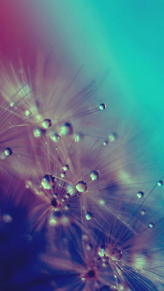 Dandelion water droplets blue sky - a blue sky background free wallpaper