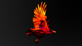 Colorful bird flying air black - liam brazier free wallpaper