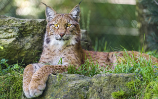 Lynx sitting rock zoo enclosure - a lynx free wallpaper