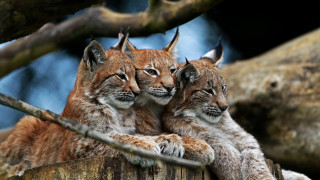 Lynx cubs tree stump forest - a forest setting free wallpaper