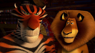 Close up animals room bookshelves - altoon sultan free wallpaper for desktop