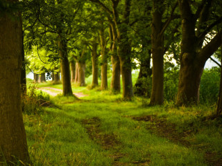 Forest path dirt trees sunlight - lot of trees free wallpaper