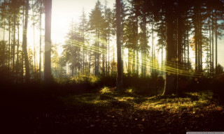 Sunbeam forest trees grass background - a matte painting free wallpaper