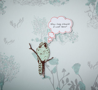 Bird branch thought bubble wait - a branch free wallpaper