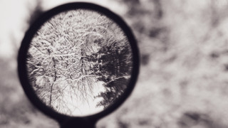 Mirror trees closeup blurry background - florianne becker free wallpaper