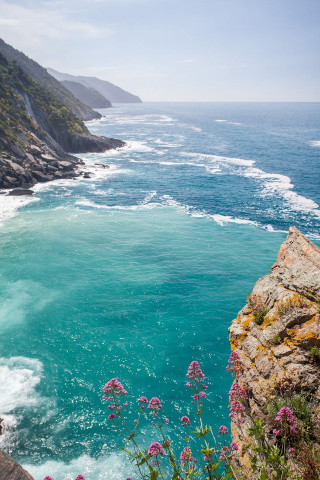 Ocean view cliff flowers foreground - impressionist free wallpaper