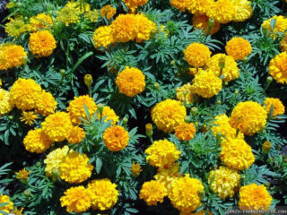 Yellow flowers garden green leaves - green leaf and flowers free wallpaper