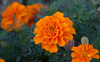Close up flower background blurry - many free wallpaper