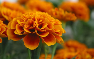 Orange flowers closeup green leaves - a close up of a bunch free wallpaper