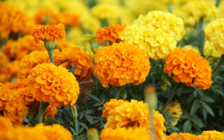 Field yellow orange flowers green - a yellow background free wallpaper