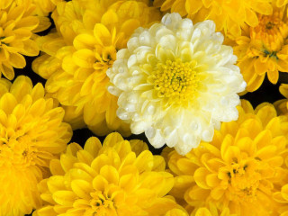 Yellow flower closeup water droplets - a close up of a bunch free wallpaper