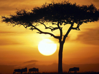 Animals tree sunset giraffes grazing 2 - a group of animals free wallpaper