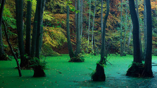 Swamp green algae trees leaves - an impressionist painting free wallpaper for desktop