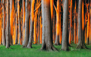 Orange bark grove forest green - a forest setting free wallpaper