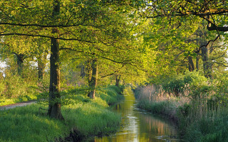 River lush forest trees grass 3 - alexander brook free wallpaper