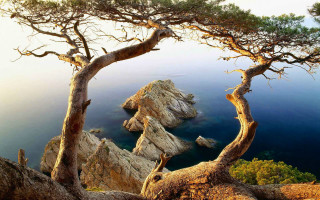 Tree grass water rocks cliff - arthur b. carles free wallpaper
