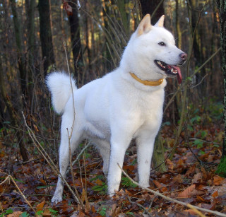 White dog forest leaves trees - free dogs wallpaper