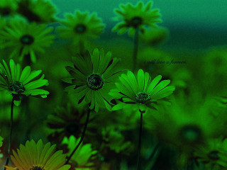 Green flower field blurry sunflower - yellow center and petals free wallpaper