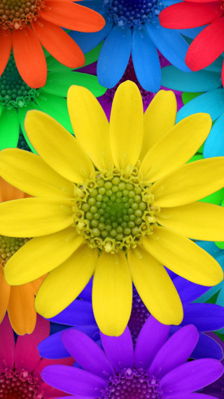 Colorful flower green center surrounded 2 - a green center free wallpaper