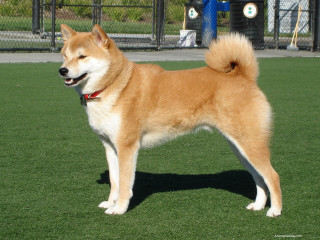Shiba inu dog fence fire - a lush green field next free wallpaper