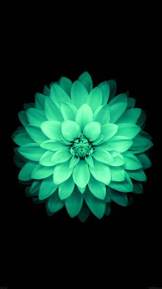 Green flower dark sky black - the dark sky free wallpaper