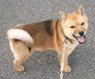Dog leash street gravel ground - chang daichien free wallpaper