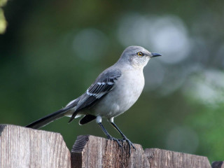 Bird wooden fence post looking - a wooden fence post free wallpaper