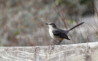 Small bird wooden fence woods - upper body free wallpaper