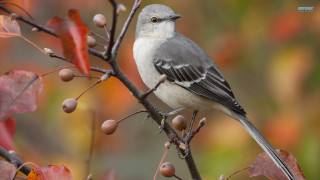 Bird branch leaves berries neck - clara miller burd free wallpaper