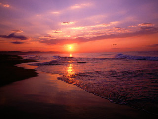 Sunset ocean bird flying beach - a sunset over the ocean free wallpaper