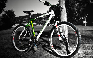 Bike parked tree sky bench - a tree in a park free wallpaper
