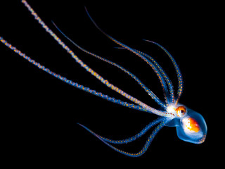Blue orange jellyfish long tentacles - the water free wallpaper