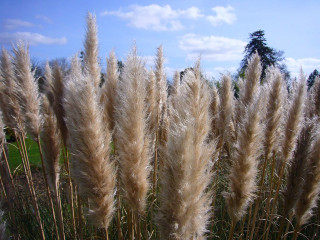Tall grass sky clouds background - clovis trouille free wallpaper