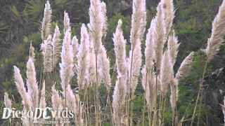 Tall white grass trees bird - impressionist free wallpaper
