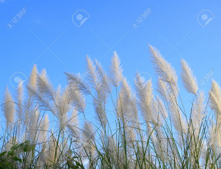White grass blowing sunny day - the wind free wallpaper for desktop