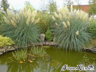 Pond rock wall plants background - a rock wall free wallpaper
