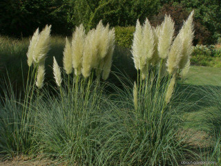 Tall grass plants field trees - a couple free wallpaper