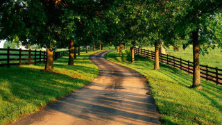 Dirt road fence trees grassy 2 - a fence and trees free wallpaper
