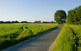 Road grass field trees distance - de hirsh margule free wallpaper