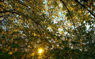 Sunlight through leaves tree forest - anamorphic free wallpaper
