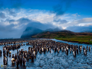 Penguins in water mountain background - the water together free wallpaper