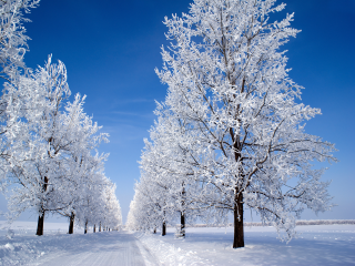 Snowy road trees blue sky - the sky above free wallpaper