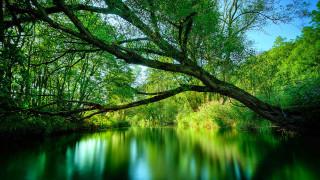 River tree blue sky background 3 - river free wallpaper
