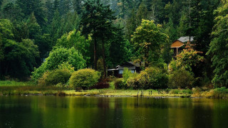 House woods lake boat trees - the water and trees free wallpaper