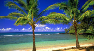 Beach palm trees blue sky 21 - a blue sky in the background free wallpaper for desktop