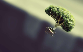 Tree bird sitting flying around - surreal photography free wallpaper
