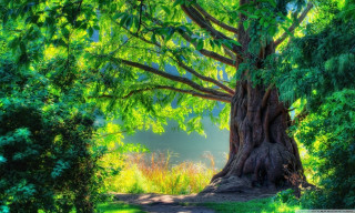 Large tree forest path sunbeam - a sunbeam in the background free wallpaper