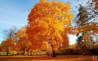 Tree yellow leaves bench park - a park free wallpaper