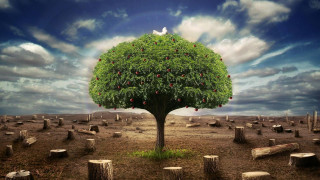 Tree bird graves field cloudy - photorealistic imagery free wallpaper for desktop