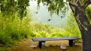 Bench forest birds flying tree - a bench in the foreground free wallpaper